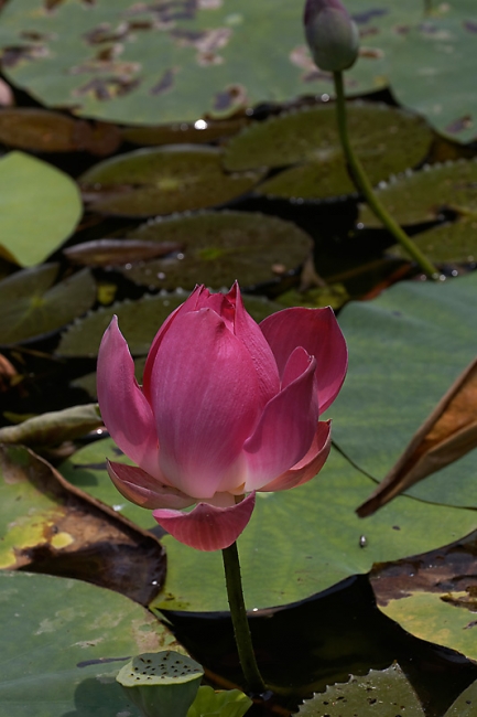 Fleurs-MAR14-043