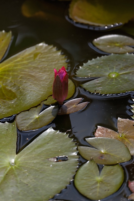 Fleurs-MAR14-048