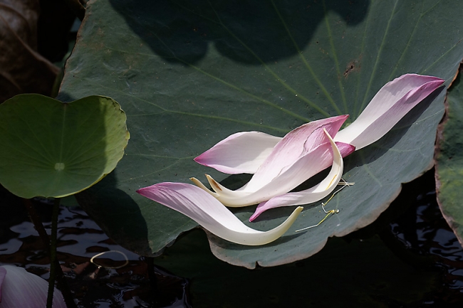 Fleurs-MAR14-049