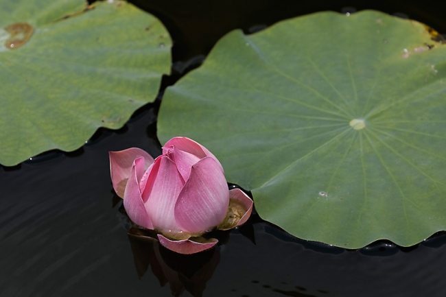 Fleurs-MAR14-052