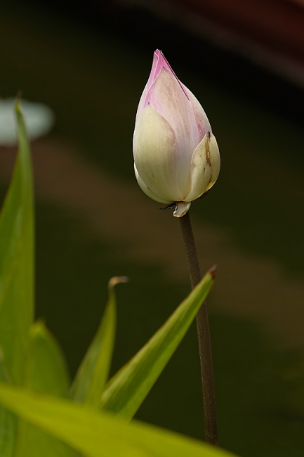 Fleurs-MAR14-053