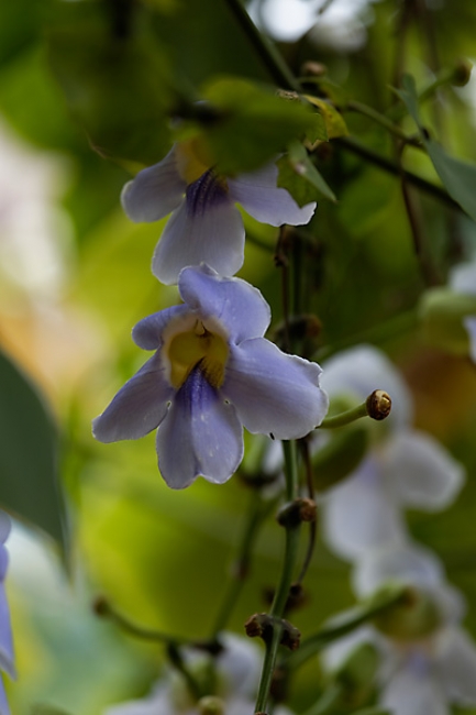Fleurs-NOV13-003