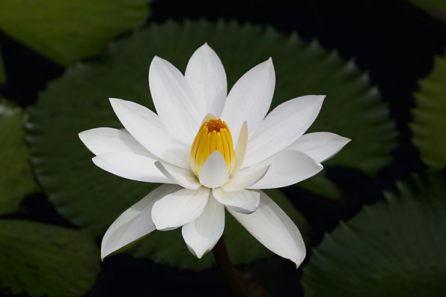 Fleurs-NOV13-008
