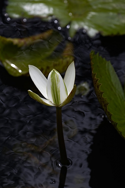 Fleurs-NOV13-010