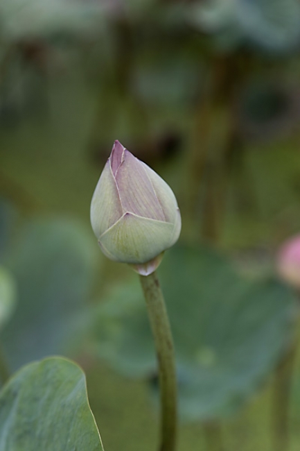 Fleurs-NOV13-023