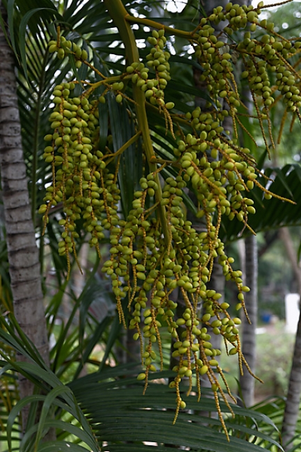 Fleurs-NOV13-024
