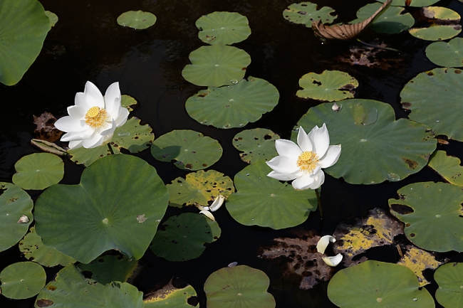Fleurs-NOV13-037