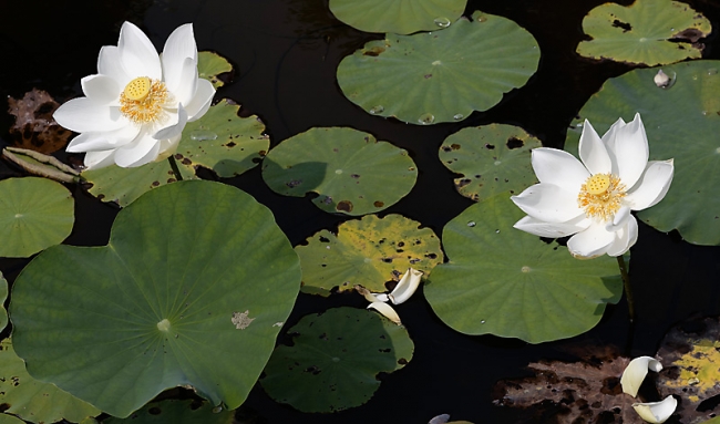 Fleurs-NOV13-039
