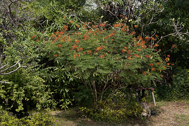 Fleurs-NOV13-040