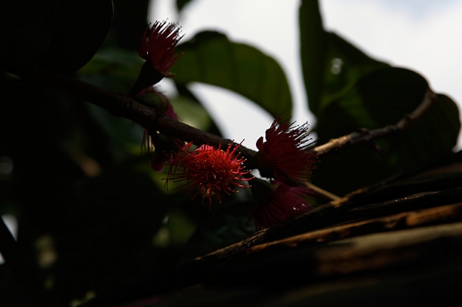 Fleurs-NOV13-041