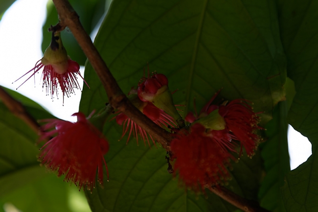 Fleurs-NOV13-044