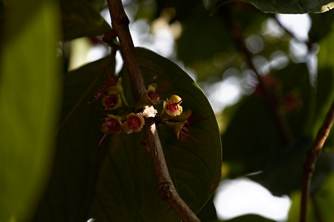 Fleurs-NOV13-045