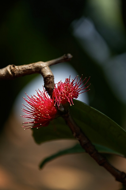 Fleurs-NOV13-046
