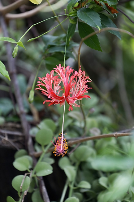 Fleurs-NOV13-049