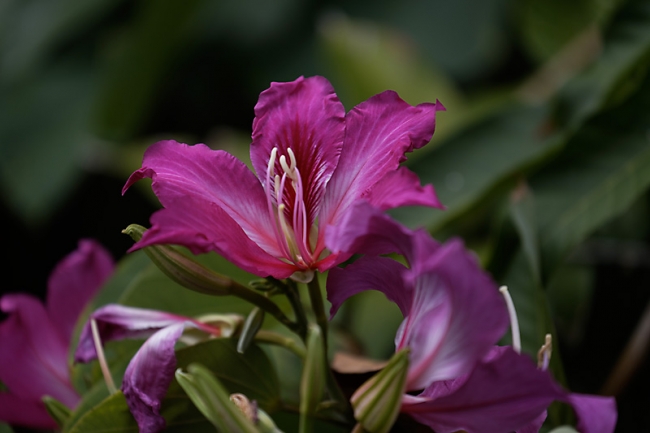 Fleurs-NOV13-053