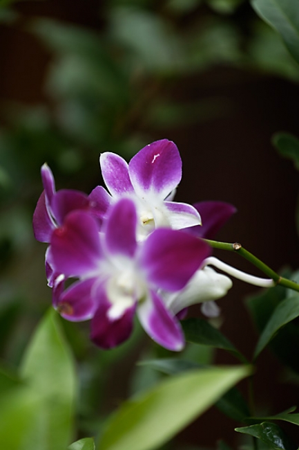 Fleurs-NOV13-056