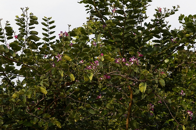 Fleurs-NOV13-063