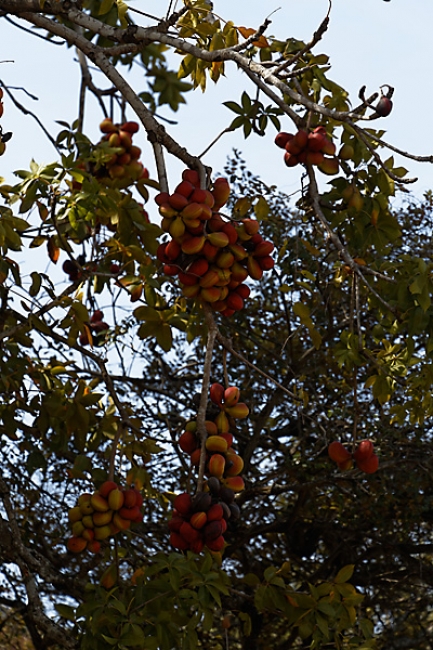Fleurs-NOV13-068