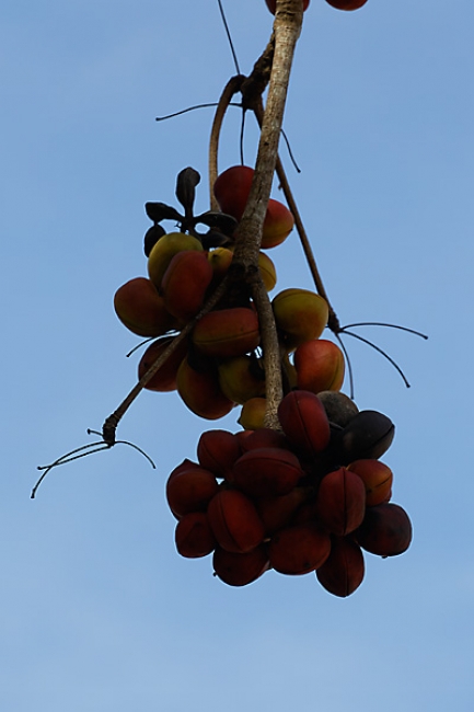 Fleurs-NOV13-070