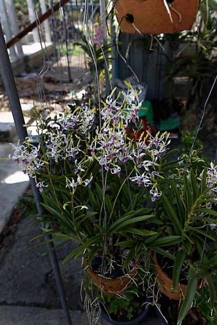 Fleurs-NOV13-076