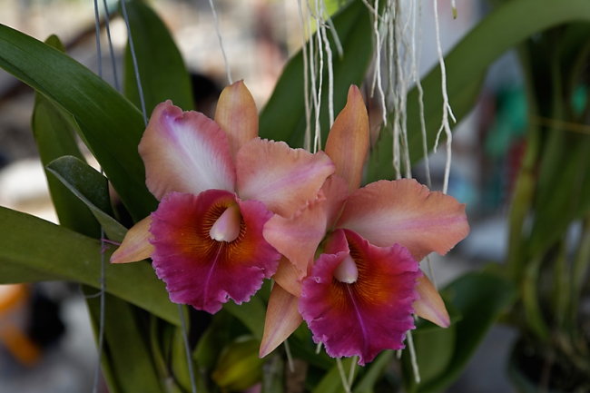 Fleurs-NOV13-079
