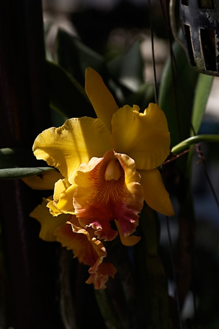 Fleurs-NOV13-081