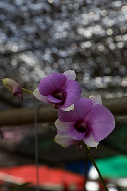 Fleurs-NOV13-084