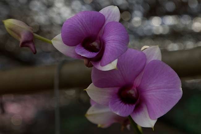 Fleurs-NOV13-085