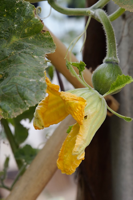 Fleurs-SEP11-001