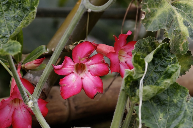 Fleurs-SEP11-002