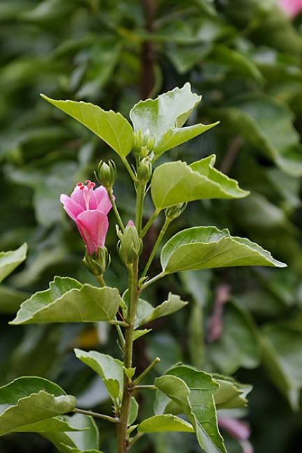 Fleurs-SEP11-008