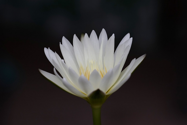 Fleurs-SEP11-009