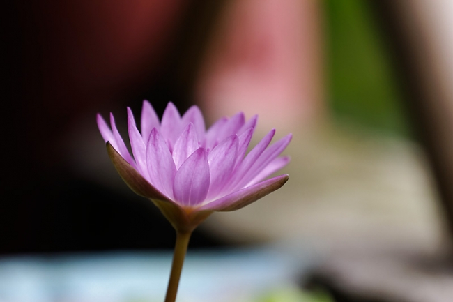 Fleurs-SEP11-013