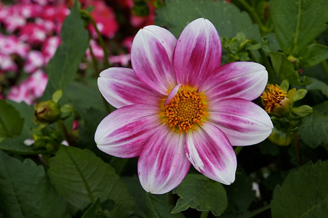 Giverny-003