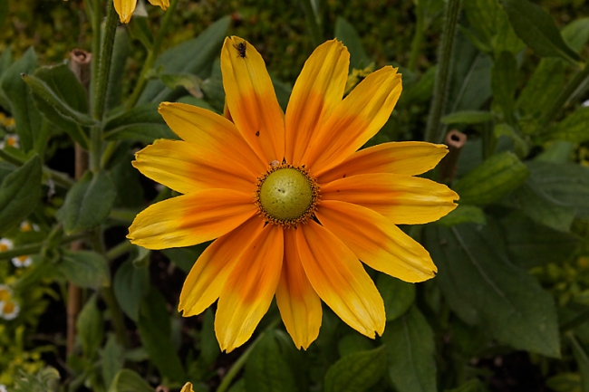 Giverny-004