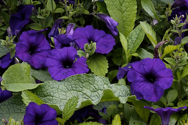 Giverny-010