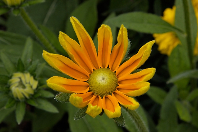Giverny-025