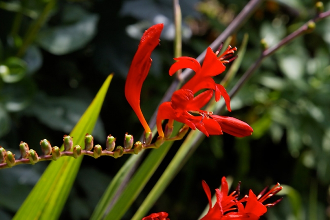 Giverny-034