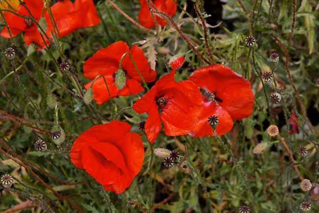 Giverny-044