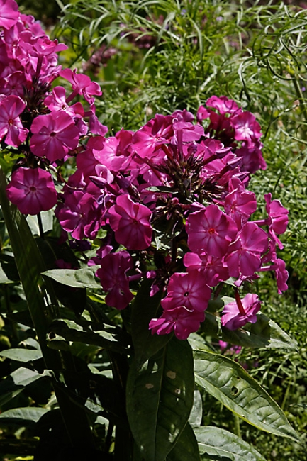 Giverny-049