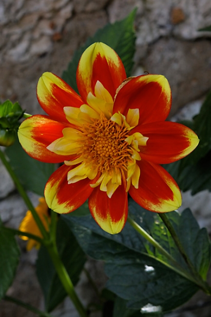 Giverny-052