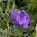 Giverny-074