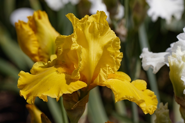 Bagatelle-Iris-005