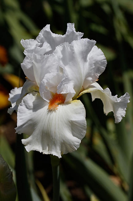 Bagatelle-Iris-006