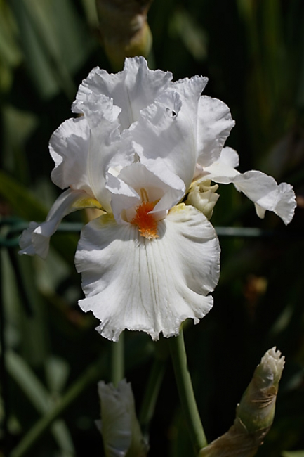 Bagatelle-Iris-007