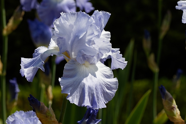 Bagatelle-Iris-008