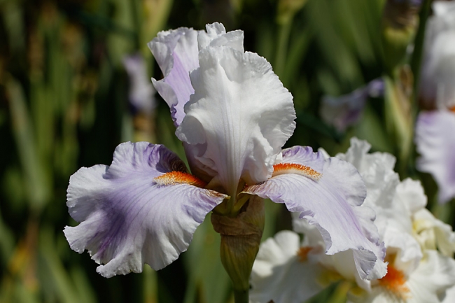 Bagatelle-Iris-009