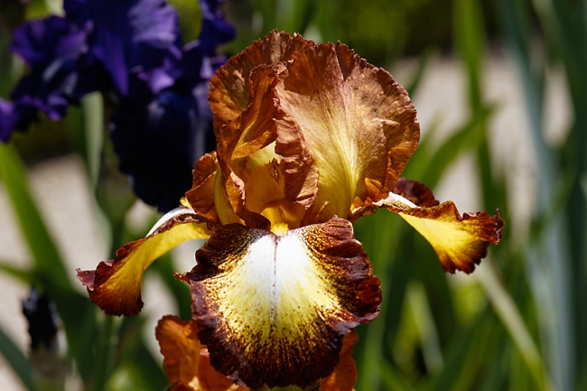 Bagatelle-Iris-012