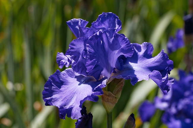 Bagatelle-Iris-014