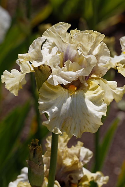 Bagatelle-Iris-019